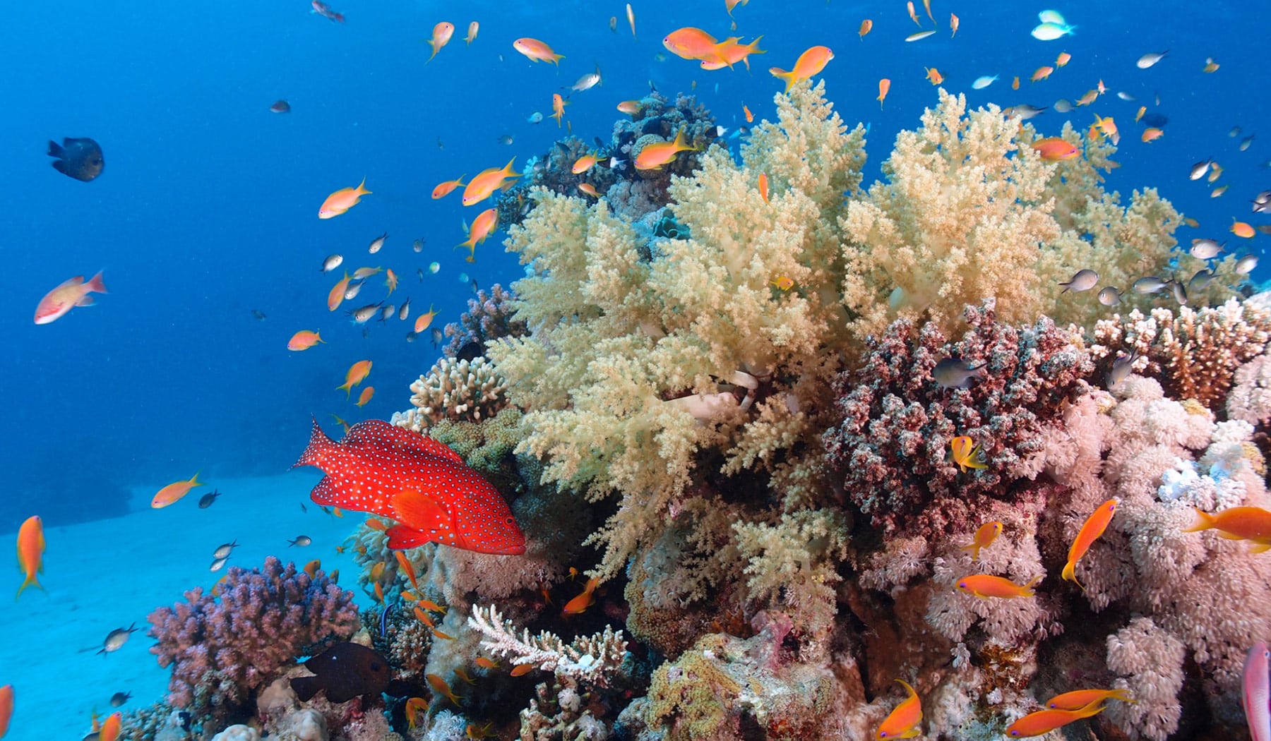 Dozens of small fish swim around a busy coral reef