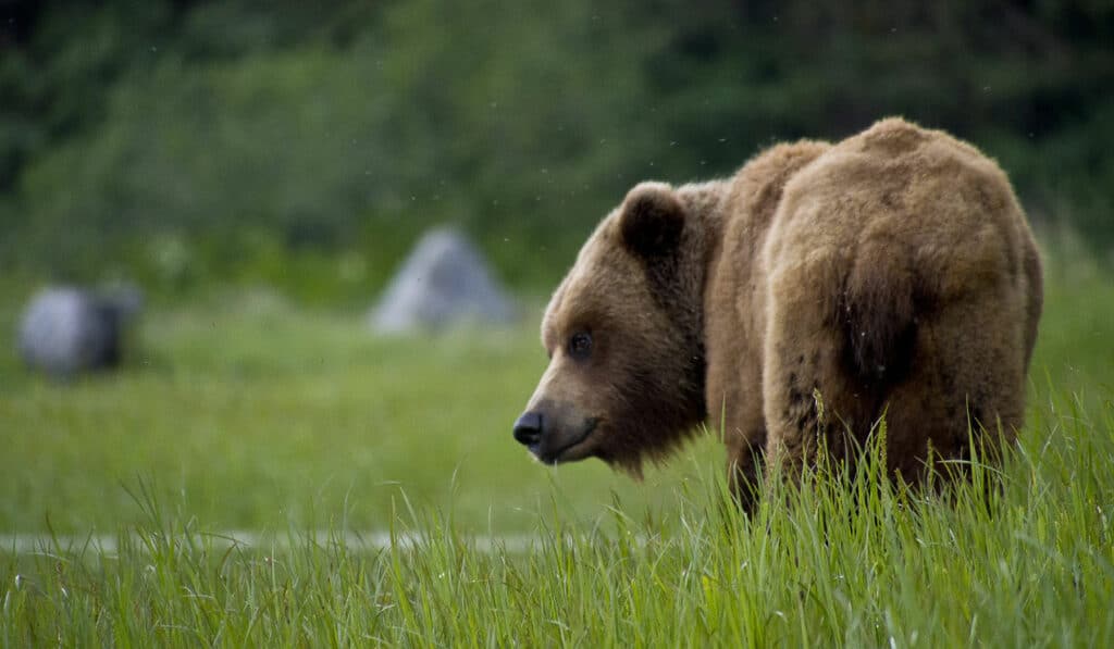 a brown bear in a field of spring grass
