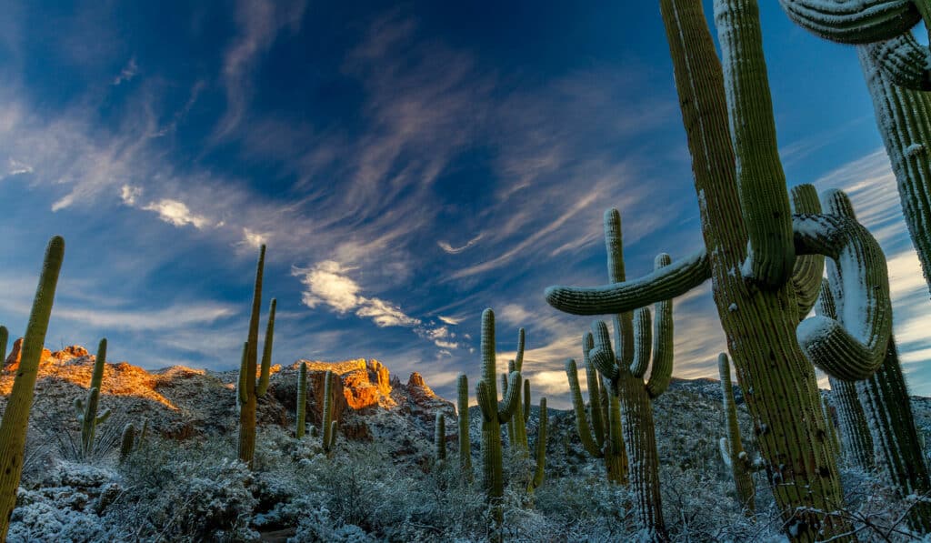 saguaro cactus covered in snow