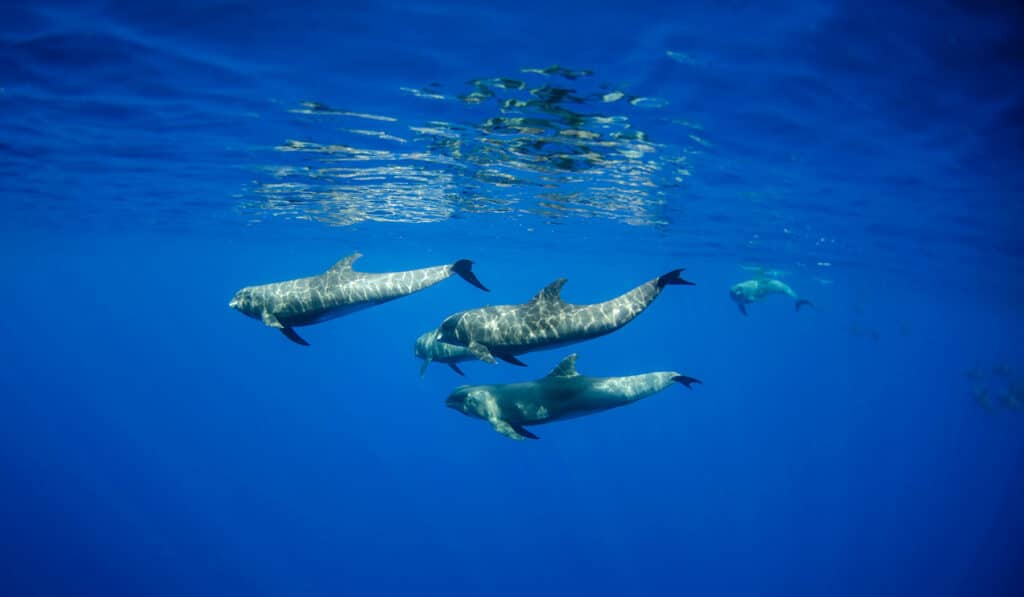 a pod of dolphins