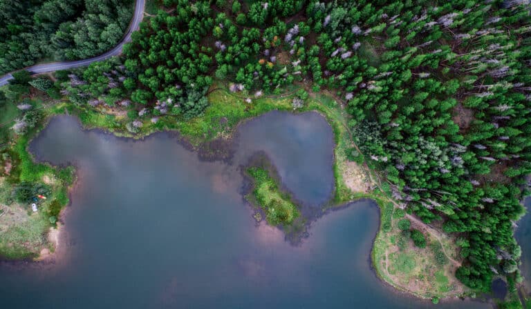 A forested coastline