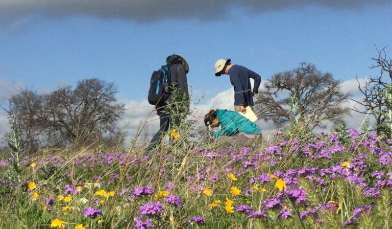 Employees work on planting in a field of colorful flowers